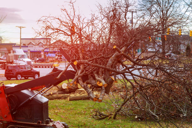 Trusted Rockvale, TN Tree Removal Services Experts