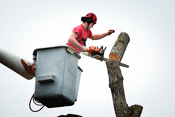 Best Stump Grinding and Removal  in Rockvale, TN